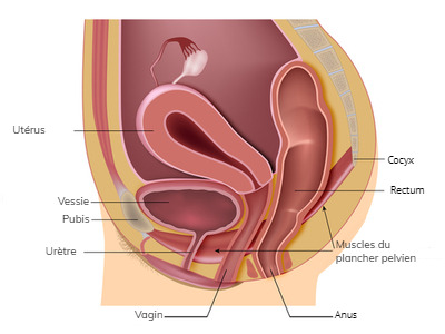 tout ce que vous voulez savoir sur les muscles du plancher pelvien