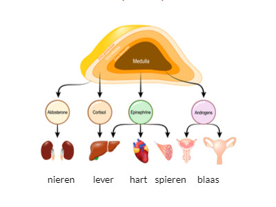 Bijnierhormonen