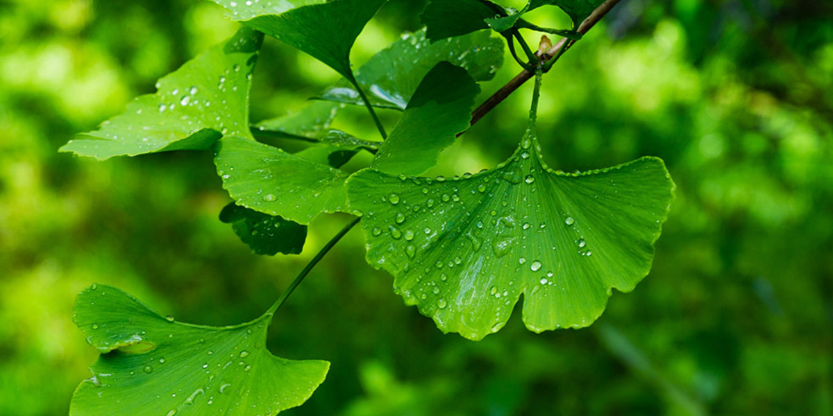 Gingko Biloba als voedingssupplement