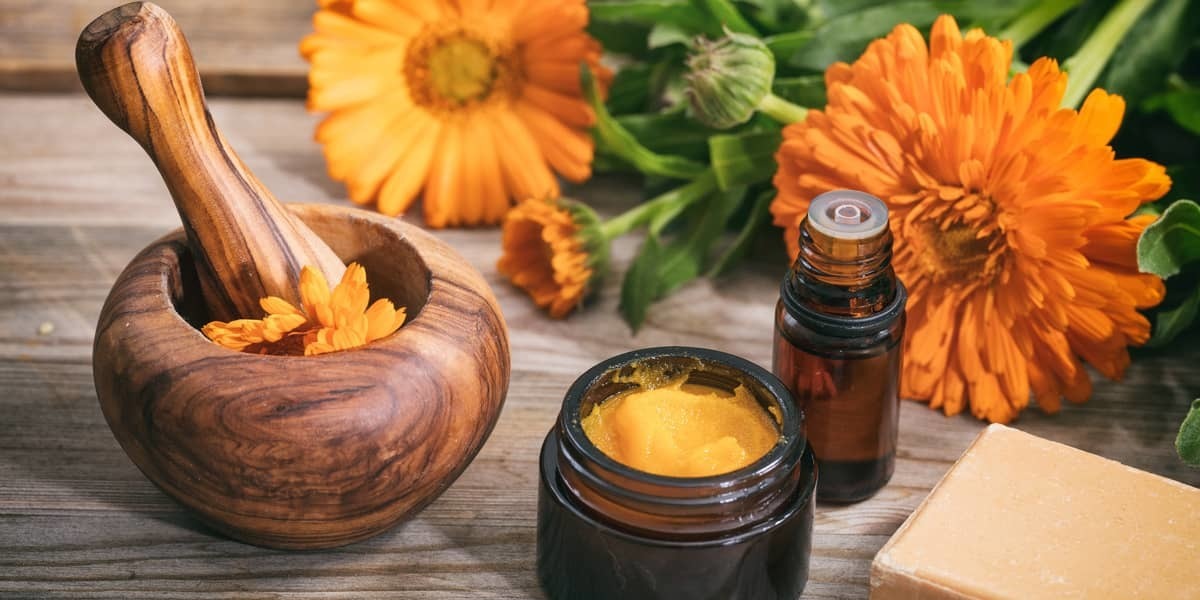 Calendula