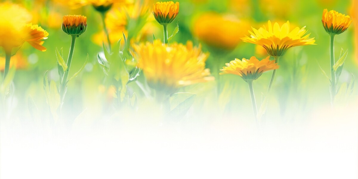 Calendula bloemenweide