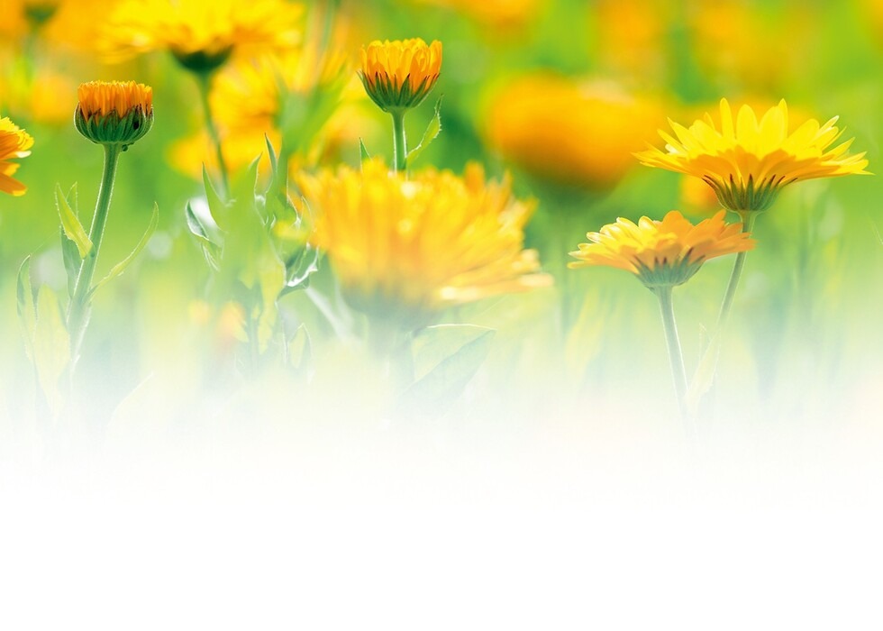 Calendula bloemenweide