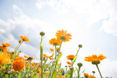 Goudsbloemen richten zich naar de zon