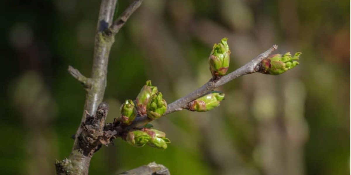 Jonge knoppen aan de bomen 