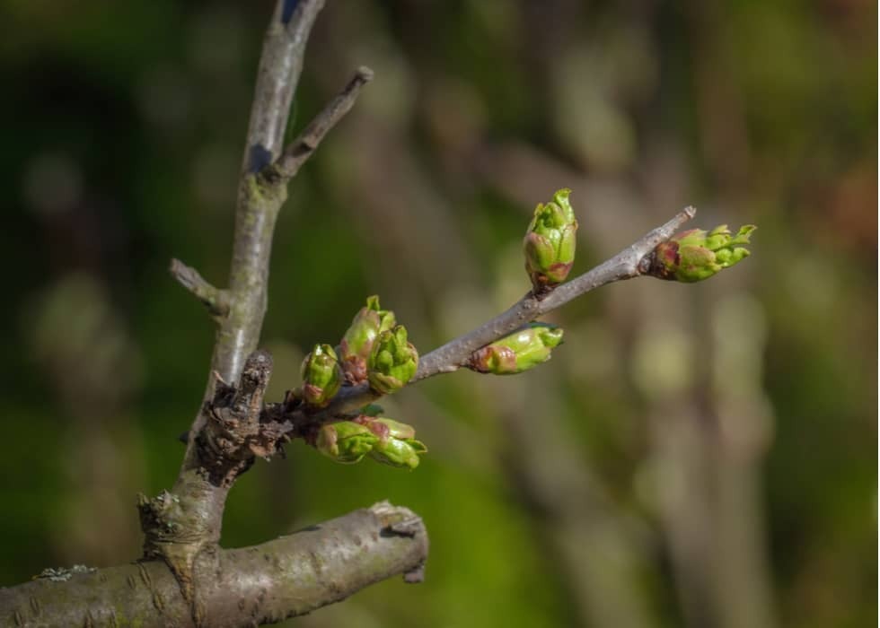 Knoppen aan de bomen