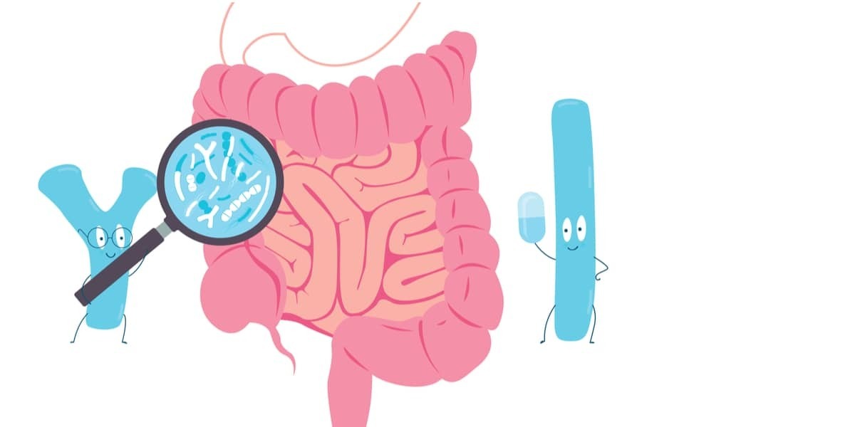 Bonnes bactéries intestinales