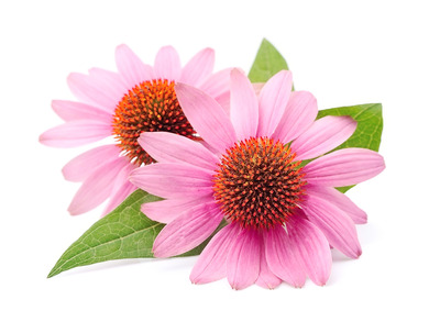 echinacea vogel