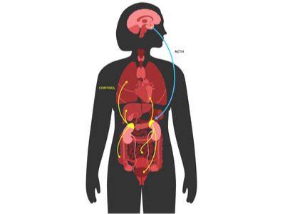 Werking cortisol