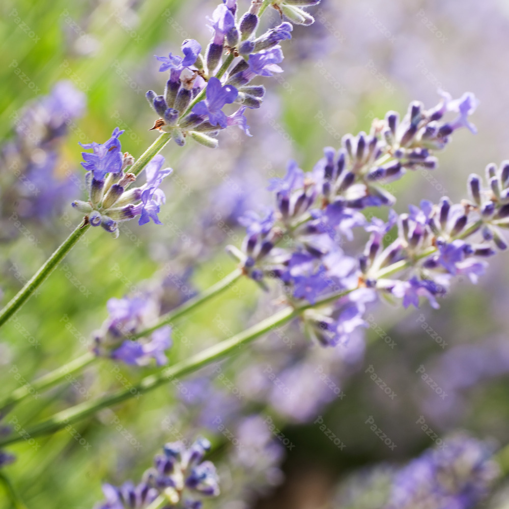 Weleda Lavendel Ontspanningsbad 200ml