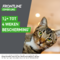 Frontline Combo Line Cat 3x0,5ml